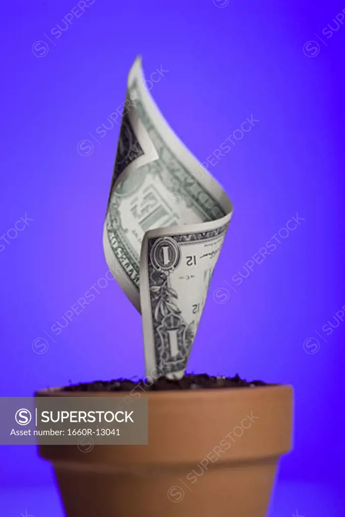 Close-up of an American one dollar bill growing in a flower pot