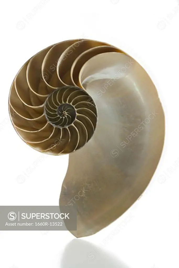 Close-up of the cross section of a nautilus shell