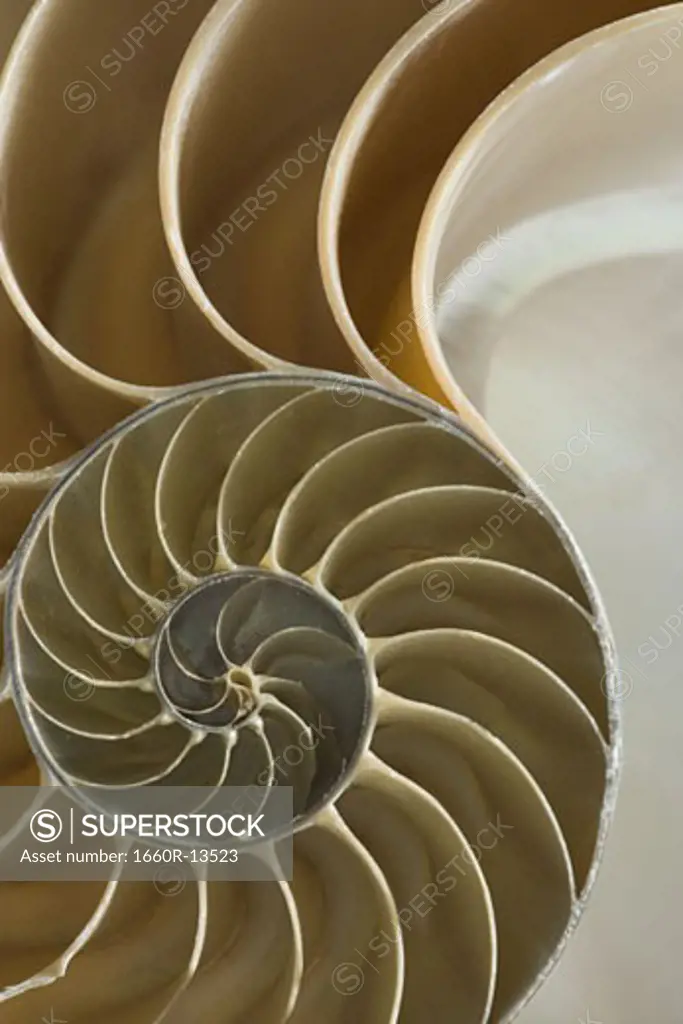 Close-up of the cross section of a nautilus shell