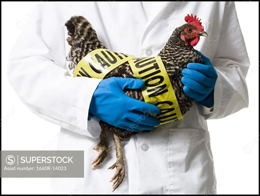 Animal researcher holding infected chicken