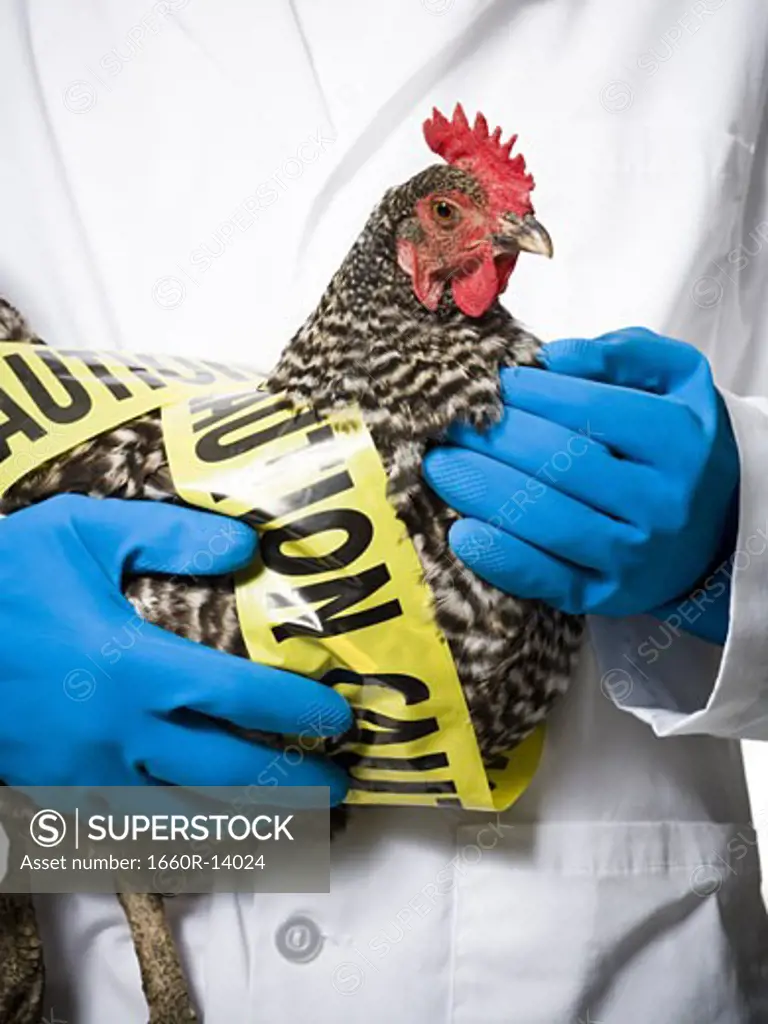 Animal researcher holding infected chicken