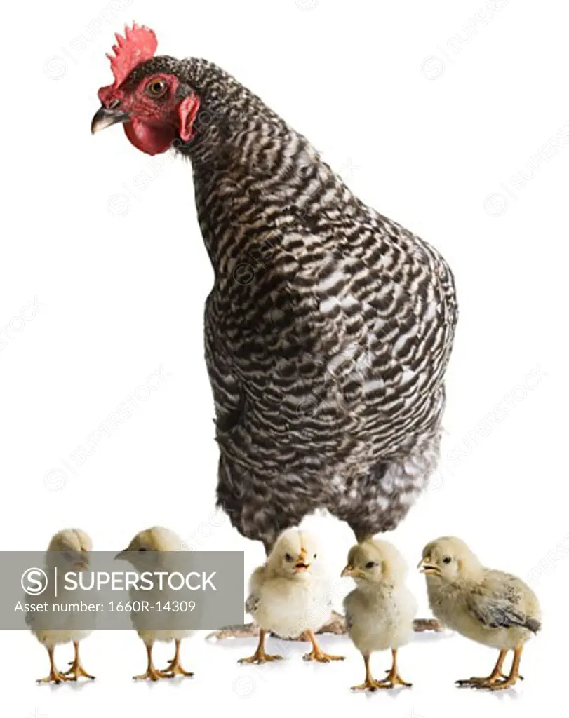 Chicken with young chicks