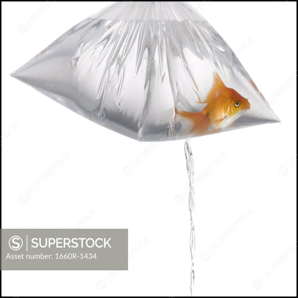 Close-up of a goldfish in a plastic bag filled with water, leaking