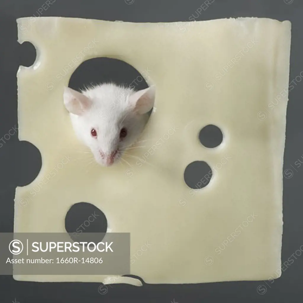 Mouse and Swiss cheese