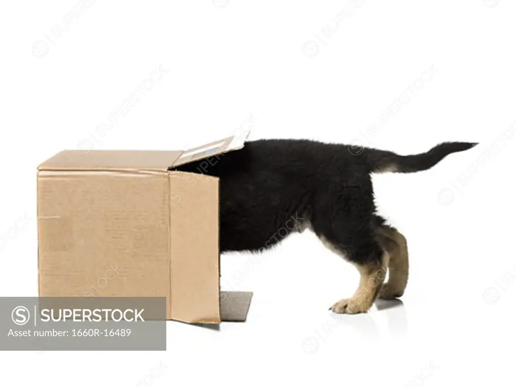Puppy in cardboard box