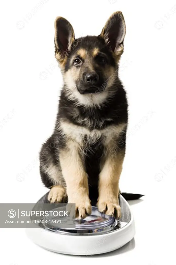 German Shepherd pup on bathroom scale