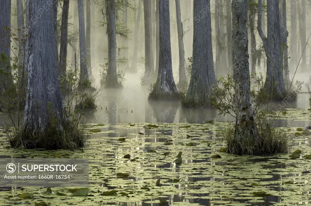 Trees in water with mist and lilypads