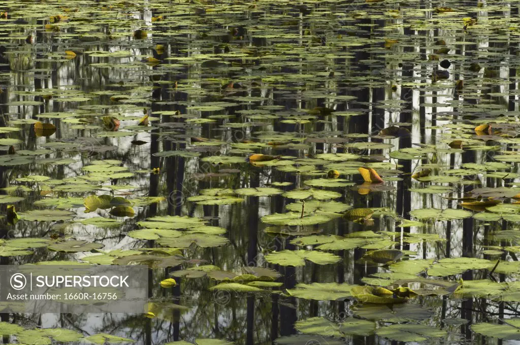 Reflection of trees in water with lilypads
