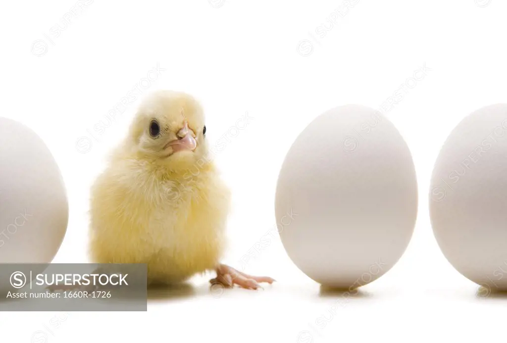 Close-up of a chick standing between three eggs