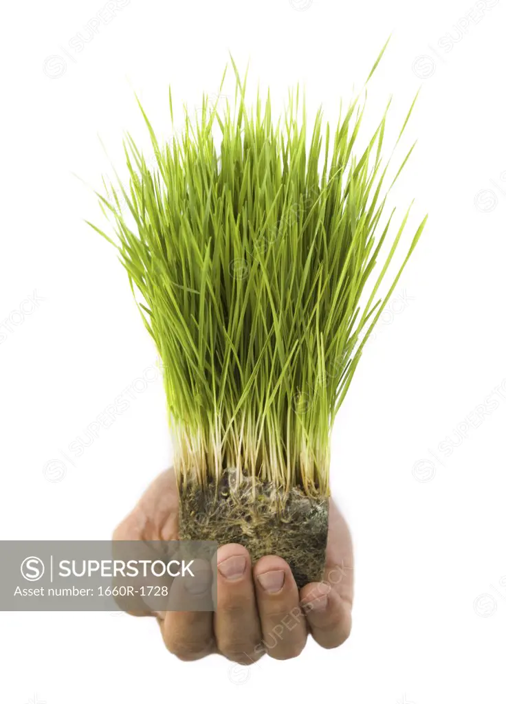 Close-up of grass growing in soil on a person's palm