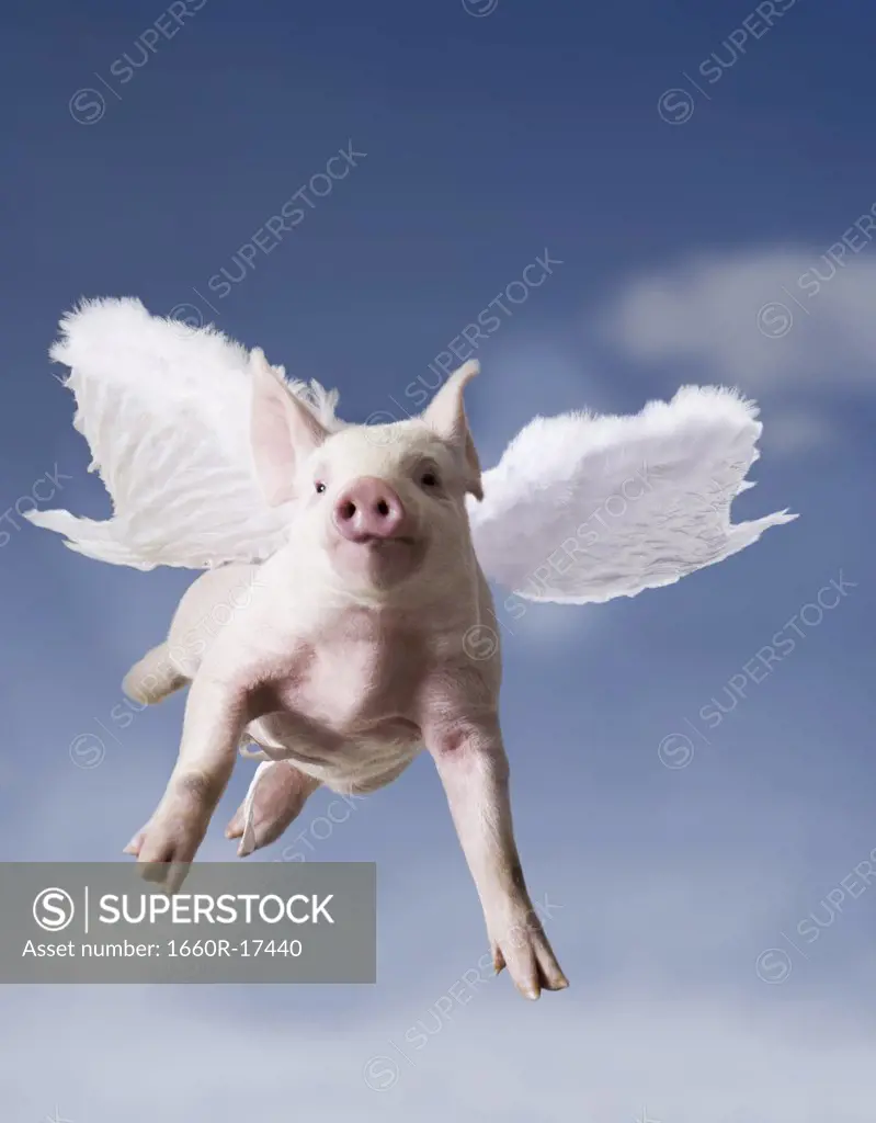 Pig with wings flying with blue sky