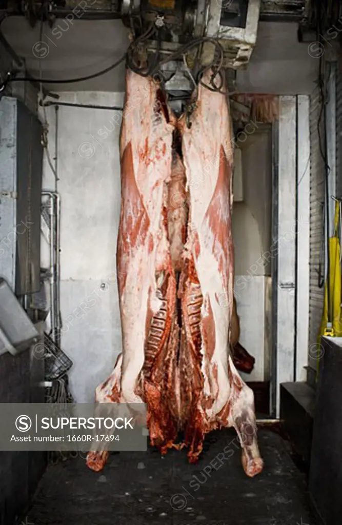 Hanging carcass of large animal
