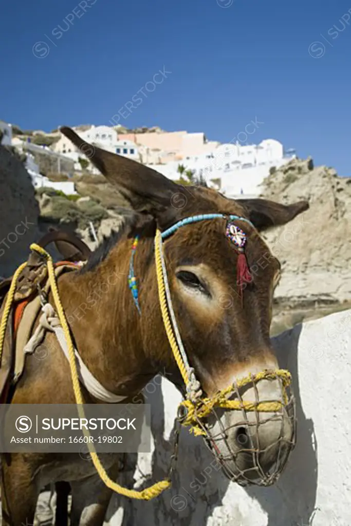 Decorated donkey near village