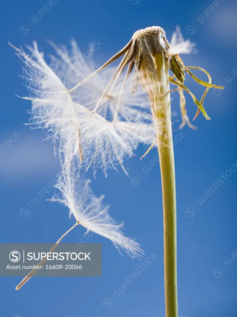 Dandelion seed and stem with blue sky