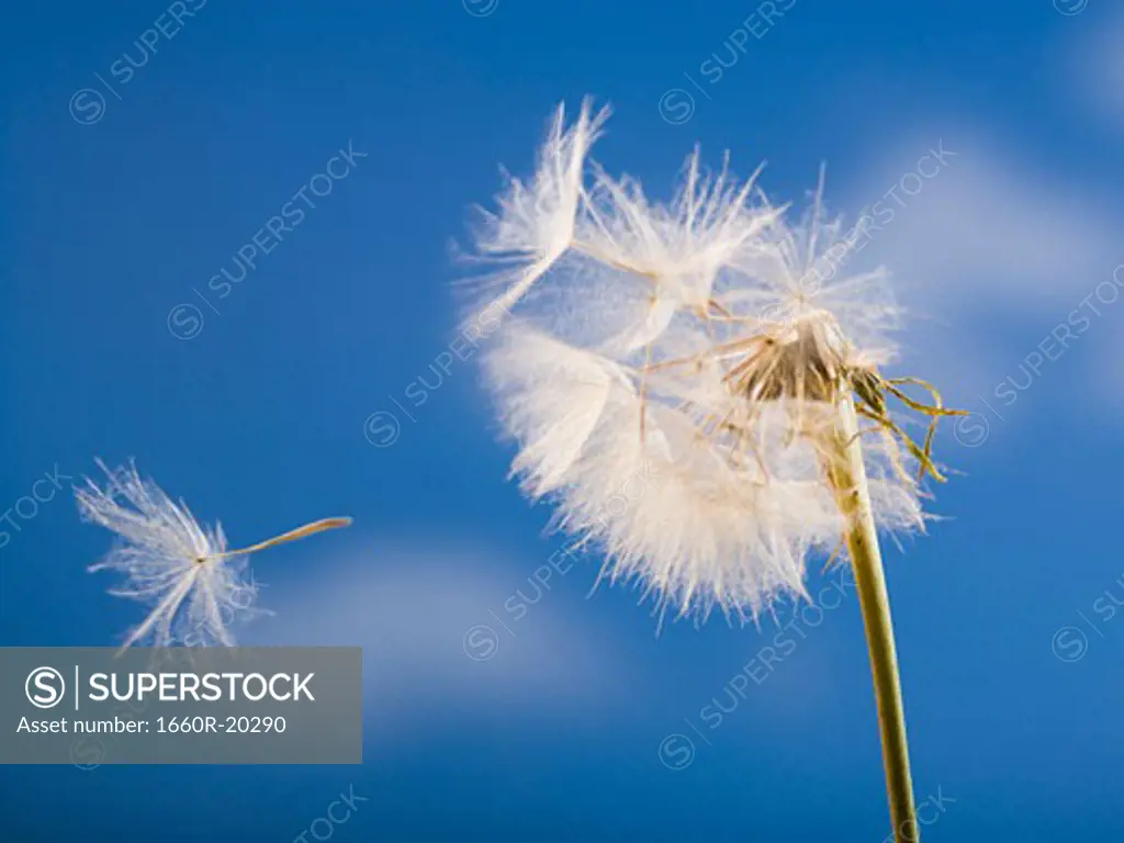 Detailed view of dandelion seed with blue sky