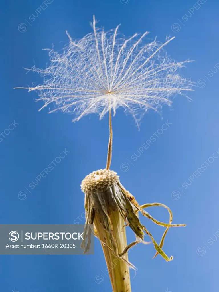Detailed view of dandelion seed with blue sky