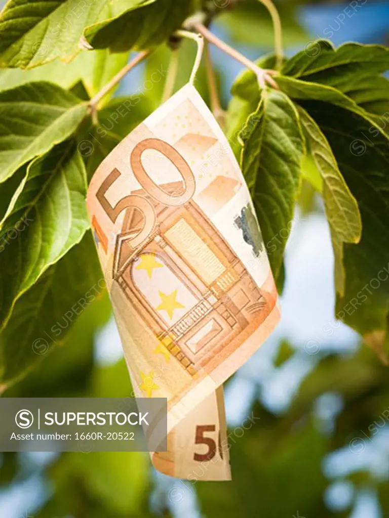 Fifty Euro banknote on tree branch with leaves