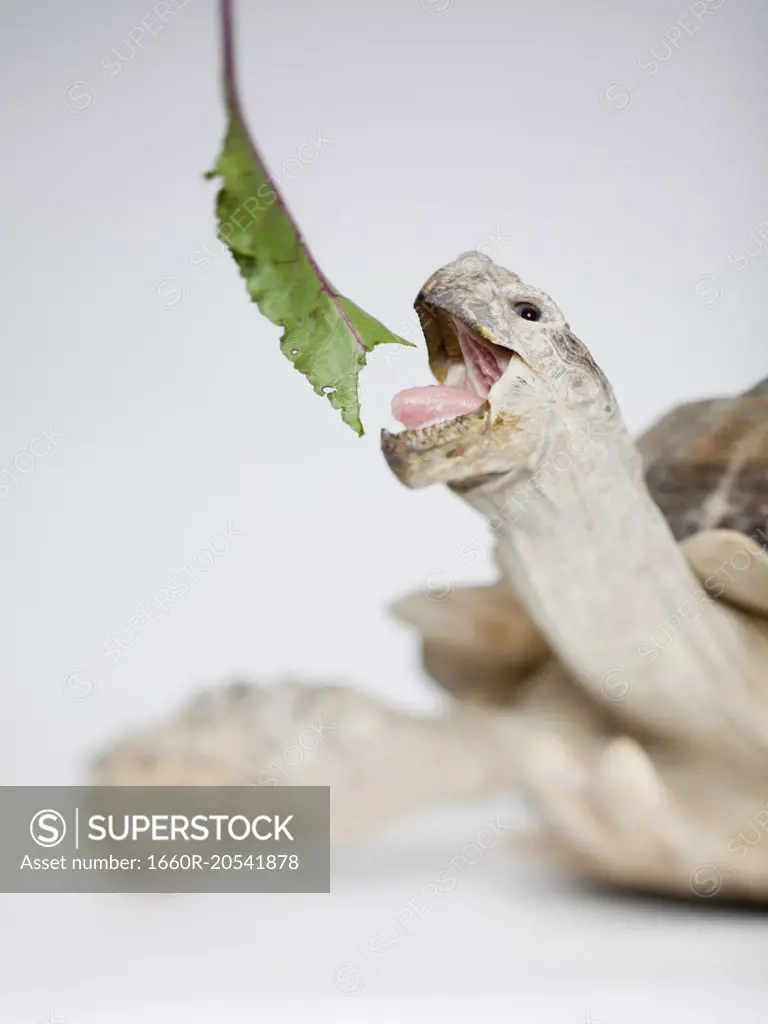 Close up of Russian Tortoise eating leaf