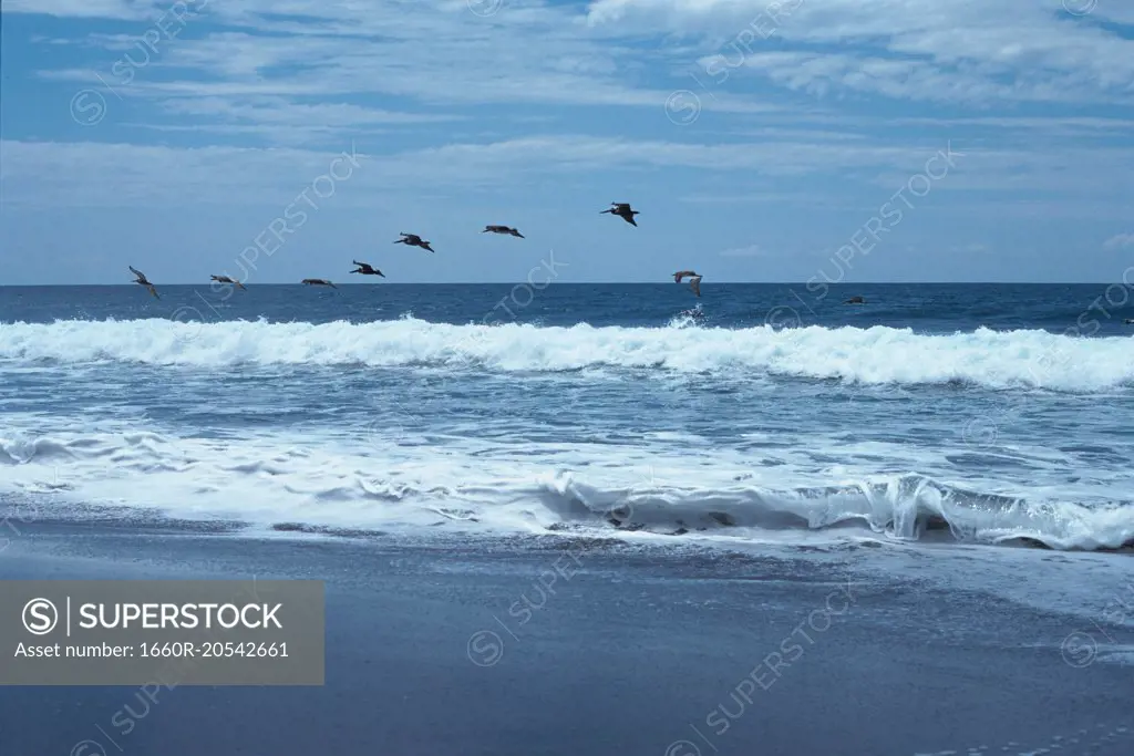 Birds flying at beach