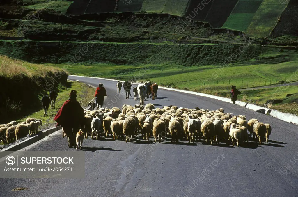 Farmers and sheep on road