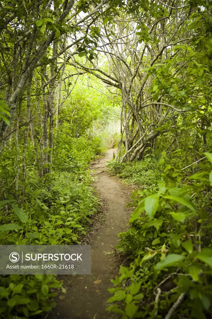Path through the rainforest
