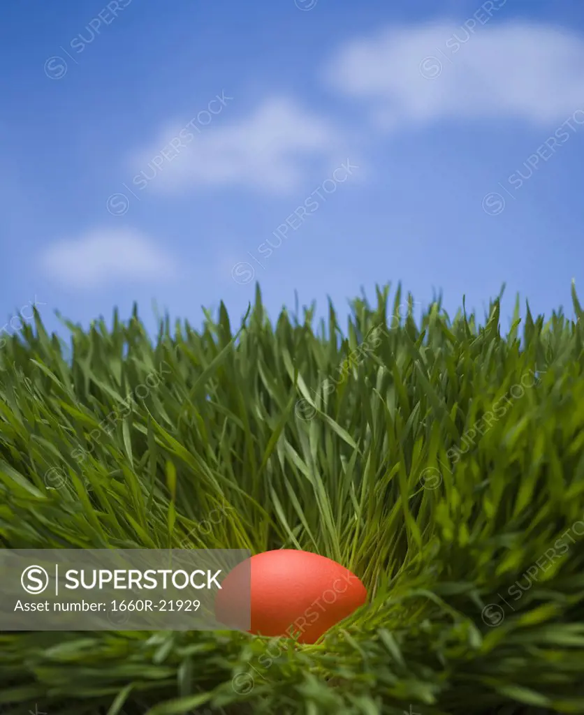 Orange egg in the grass.