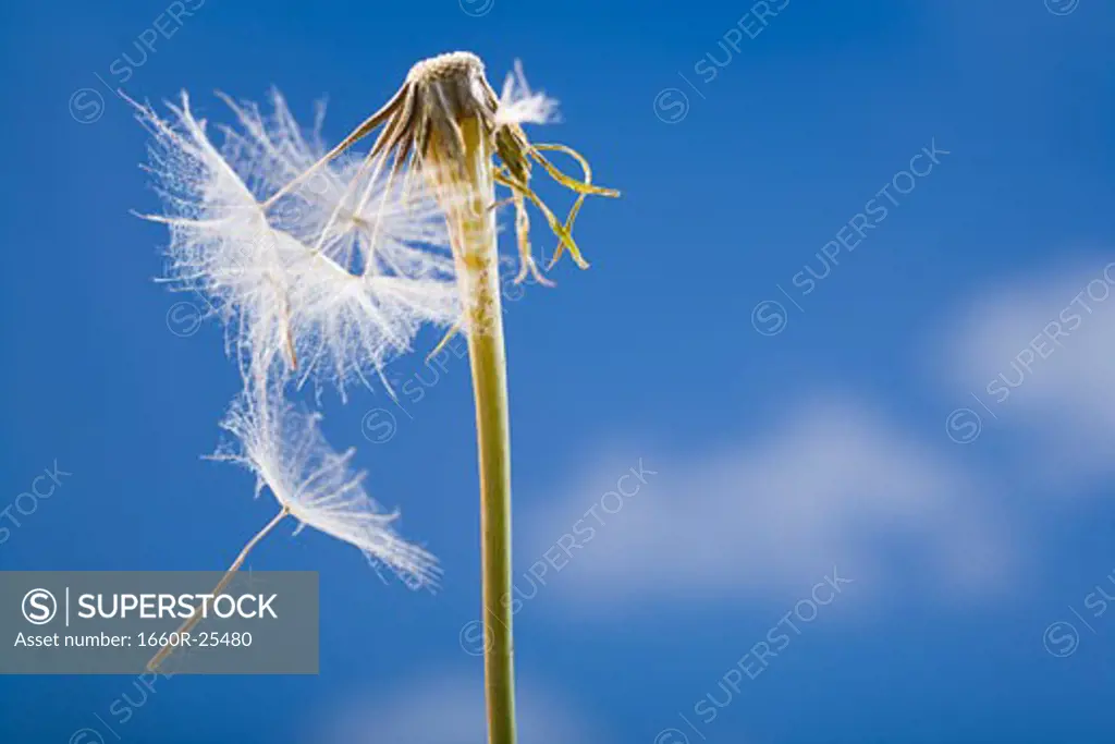 Dandelion seed and stem with blue sky