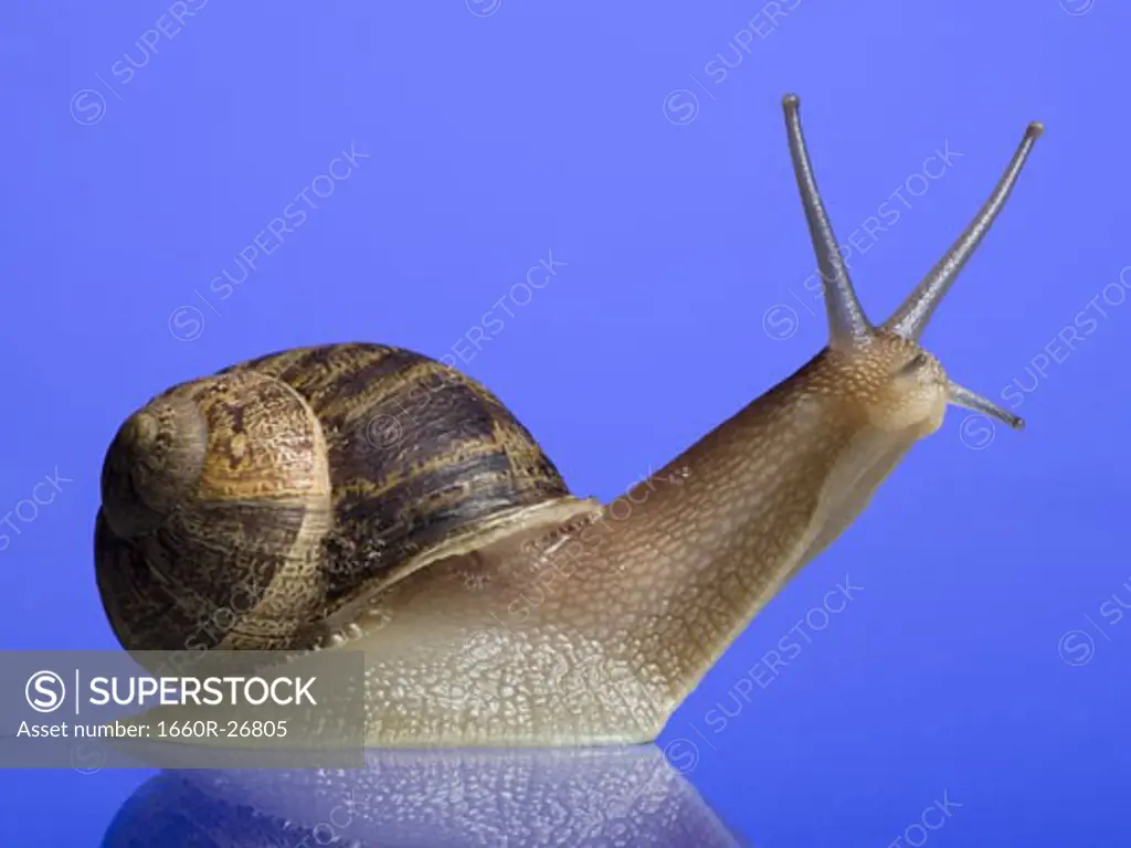Close-up of a snail on a blue background