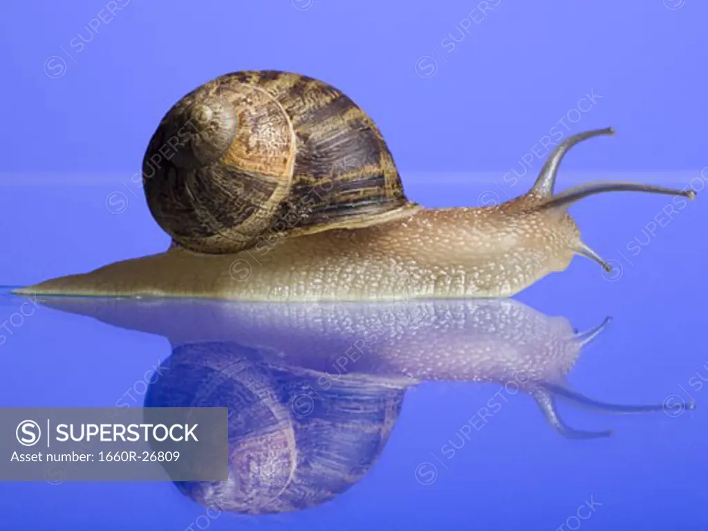 Close-up of a snail on a blue background