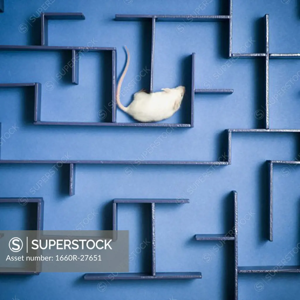 Close-up of a mouse in a maze