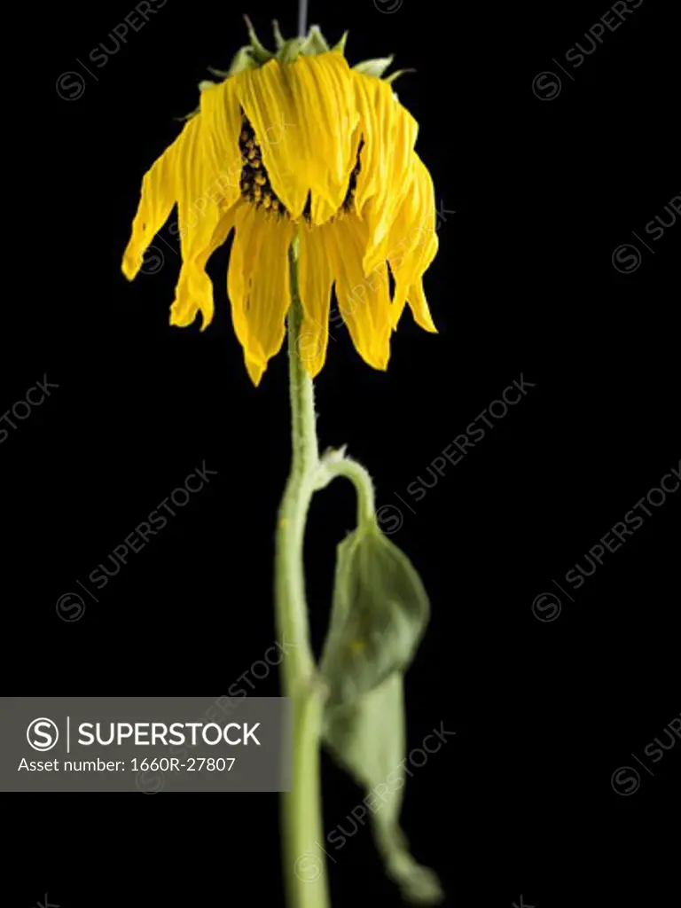 Close-up of a dying sunflower