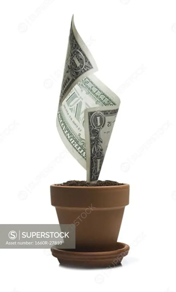 An American one dollar bill growing in a flower pot