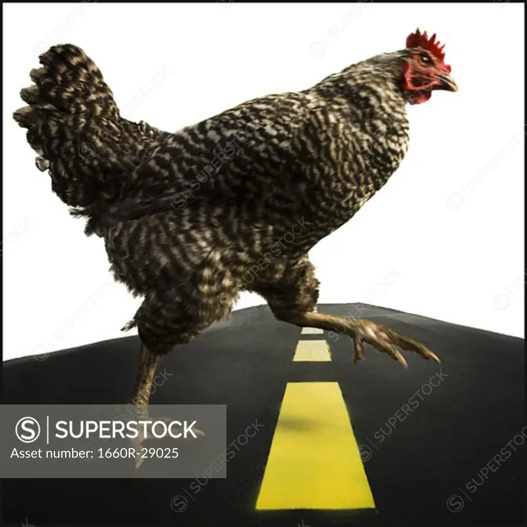 Chicken crossing road