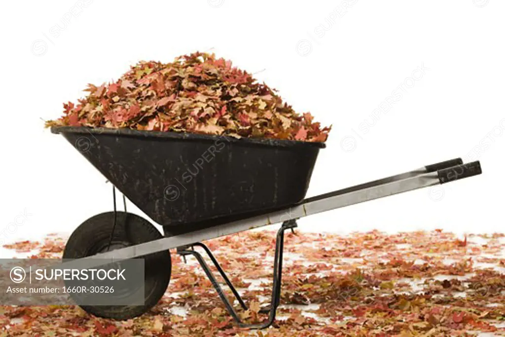 Wheelbarrow with fallen leaves