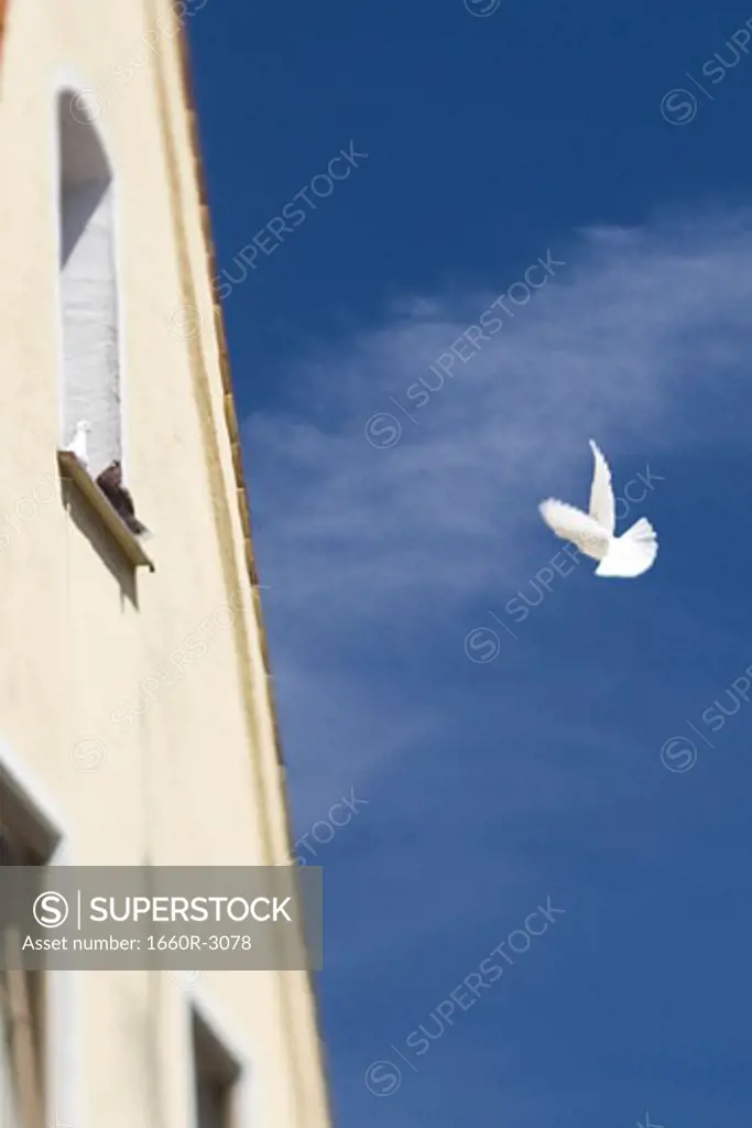 Low angle view of a building, with a bird in the sky