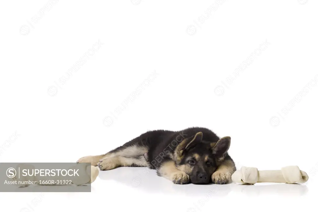 German shepherd puppy lying down