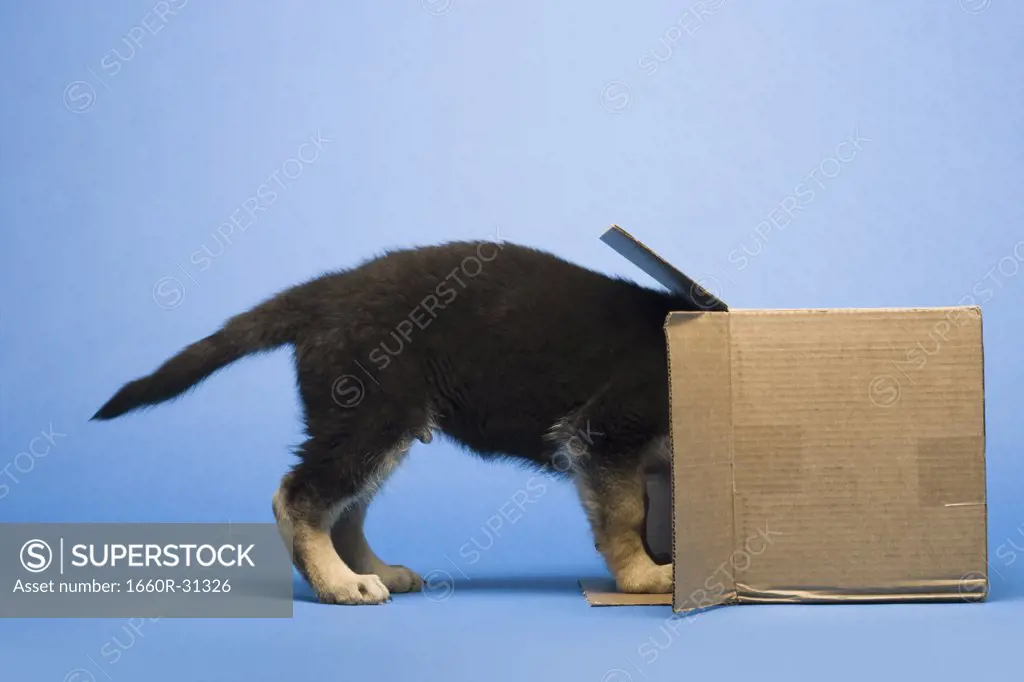 Puppy in cardboard box