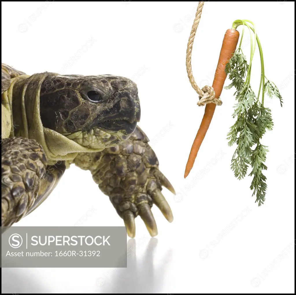 Businessman riding sea turtle with carrot on stick