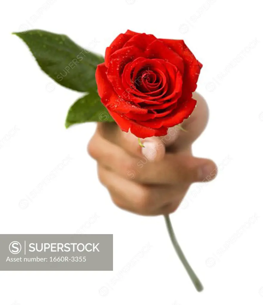 Close-up of hand holding a rose