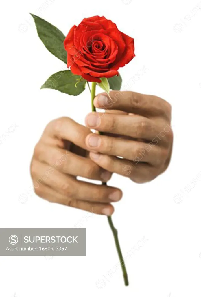 Close-up of hands holding a rose