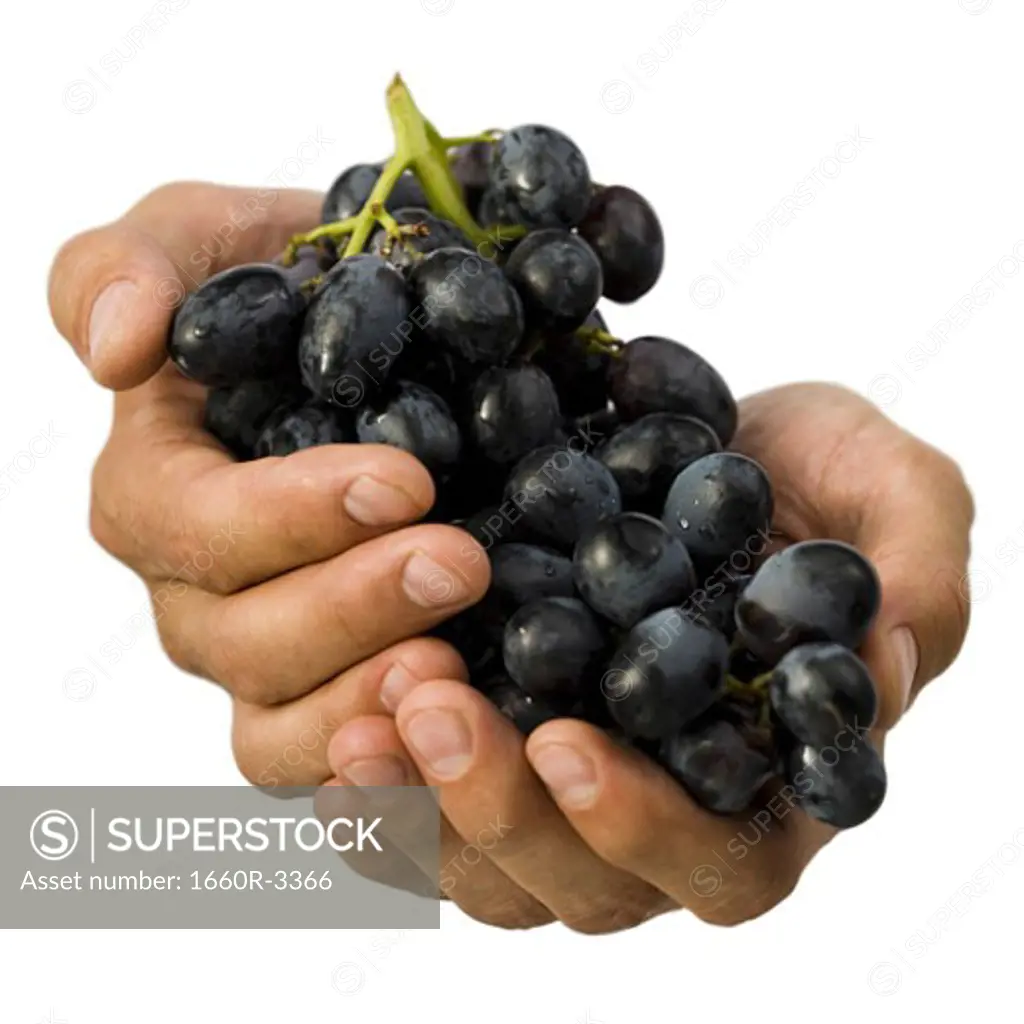 Close-up of hands holding a bunch of grapes