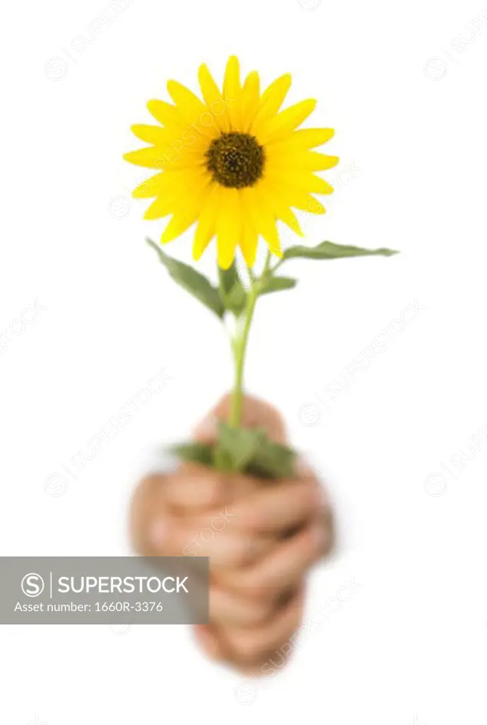 Close-up of hands holding a yellow flower