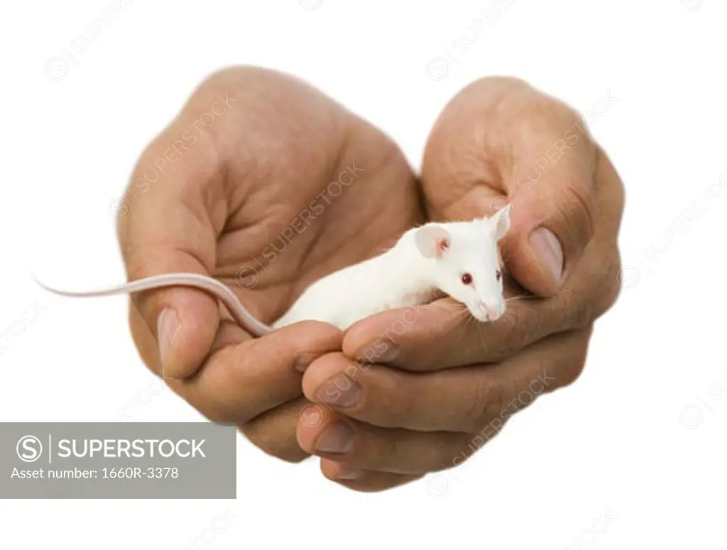 Close-up of hands holding a white mouse