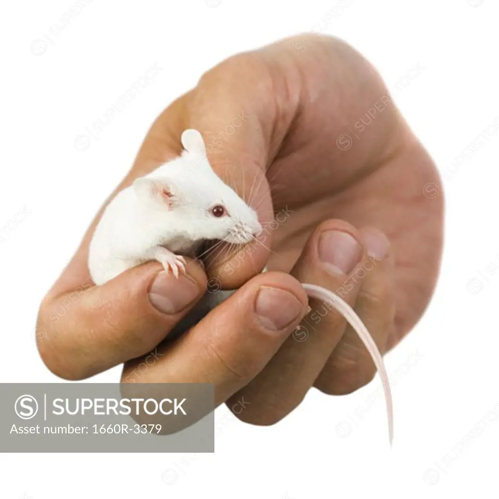 Close-up of a hand holding a white mouse
