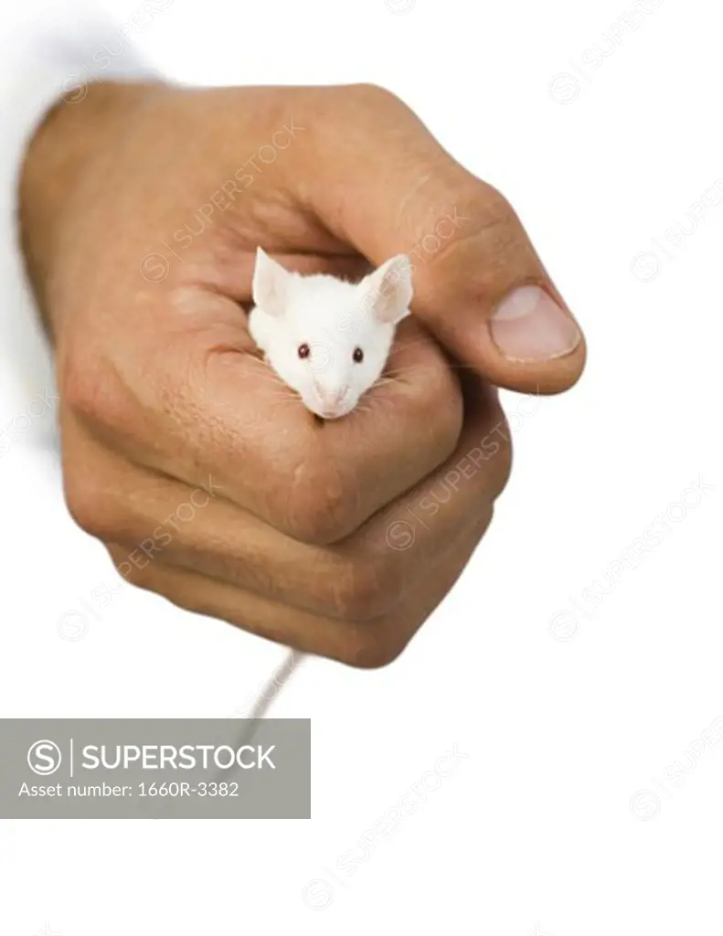Close-up of a hand holding a white mouse
