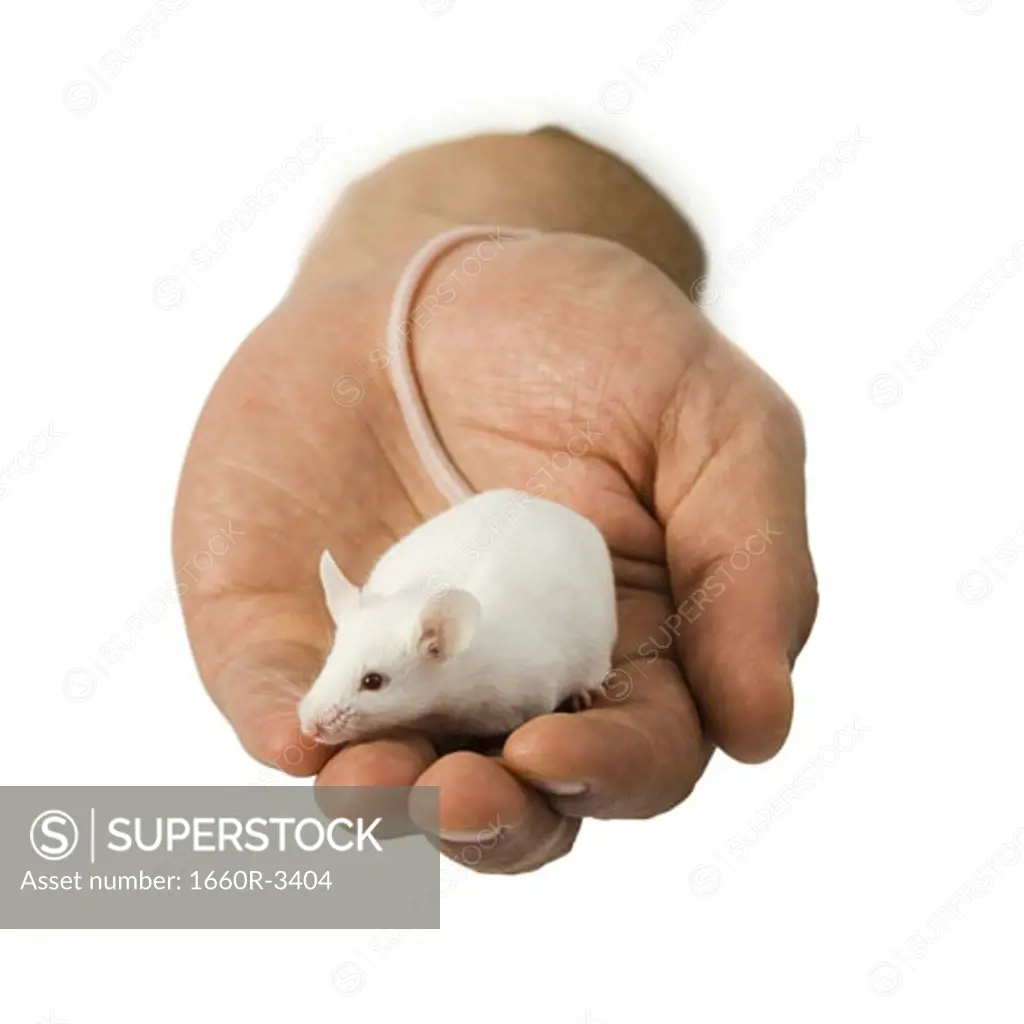Close-up of a person's hand holding a mouse