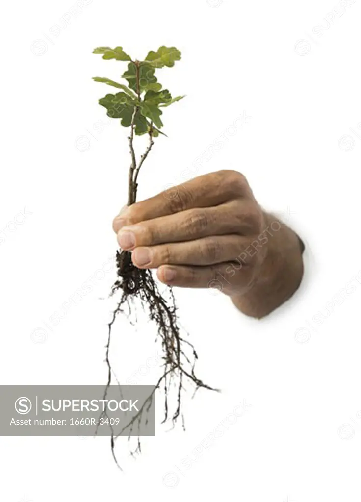 Close-up of a person's hand holding a plant