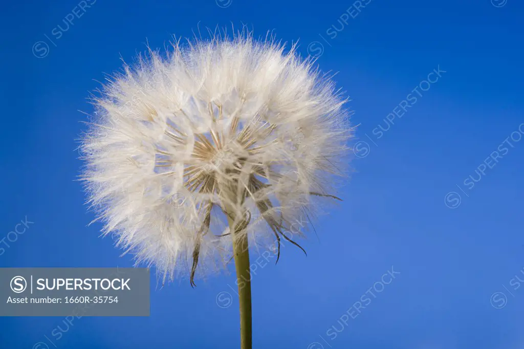 Detailed view of dandelion with blue sky