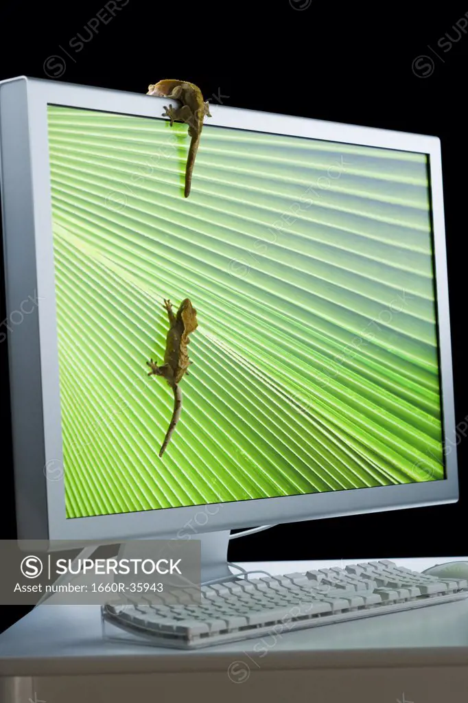 Computer monitor with lizards