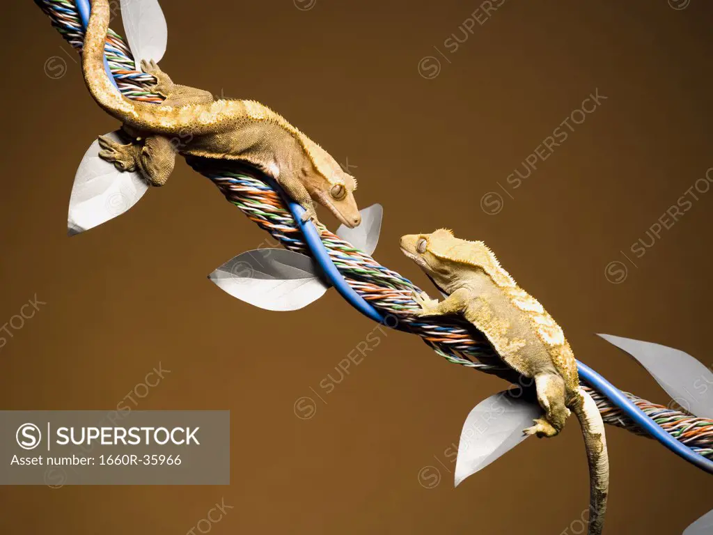 Two lizards on cable with leaves